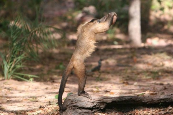 敲坚果的巴西长髯卷尾猴与人类的演化