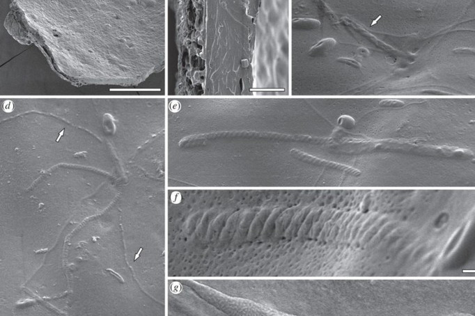 南极惊现最古老动物精子化石 距今5千万年
