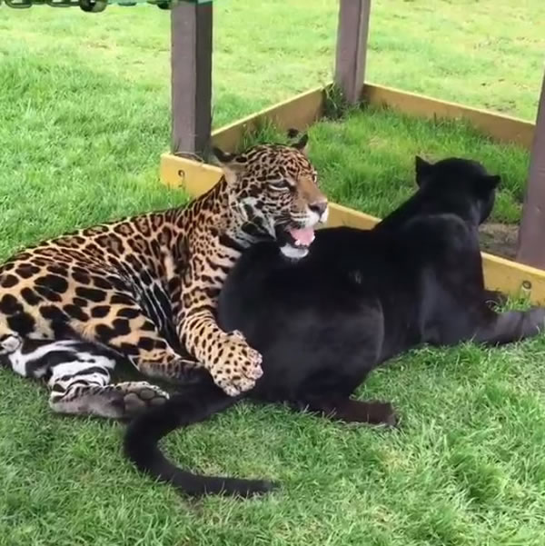 ��ֻ��������һ�����̱���ս