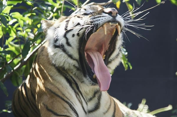 �ϼ��������ڵ��ϼ�����ֻ��Լ100ֻ