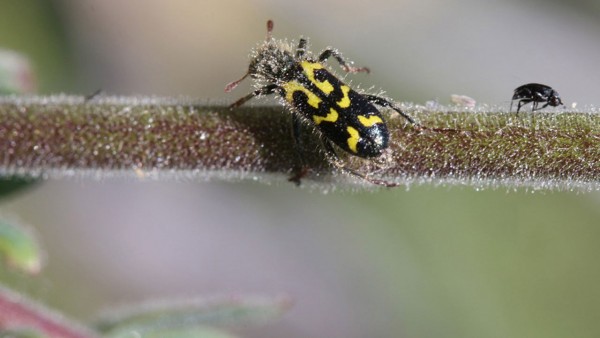 ֲ������ﶷ�ˡ���������ʬ�ڸ��Լ���������