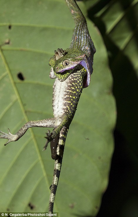 ������Ӱʦ��ӡ���ĵ�è��ͻϮ��ʳ����