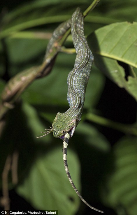 ��λ��Ӱʦ˵�����Ƿ�����Щ���ж���ʱ�����������ش���һ����֦��ĩ�ˡ���ֻ�����˯�ѣ�ͣ�������һƬҶ���ϡ���Լ����һ���ӣ����������ͷȥ�����䲶�񡣰���ֻ����