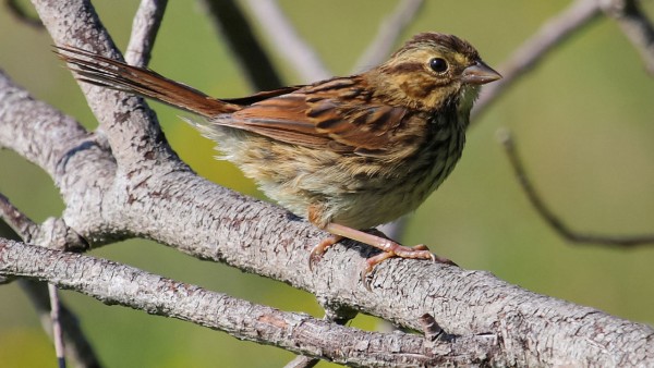 ���и�ȸ�����ǵ������ھӸ�Ϊʢ������