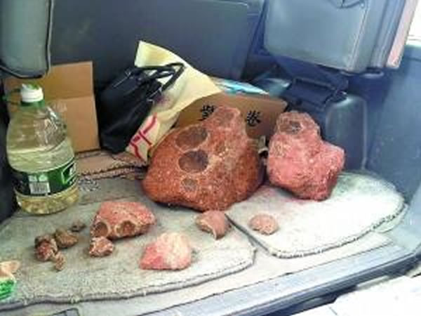 广东河源每天有人哄抢恐龙蛋化石