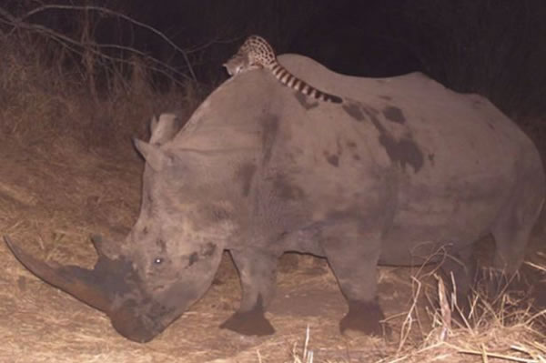 南非赫卢赫卢国家公园香猫“搭乘”犀牛顺风车走红