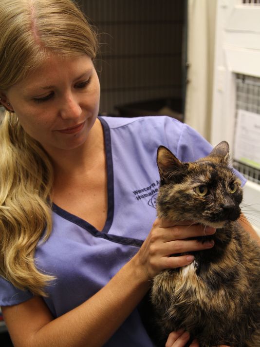 奇闻:美国亚利桑那州哈瓦苏湖打捞出水的沉船中发现活猫