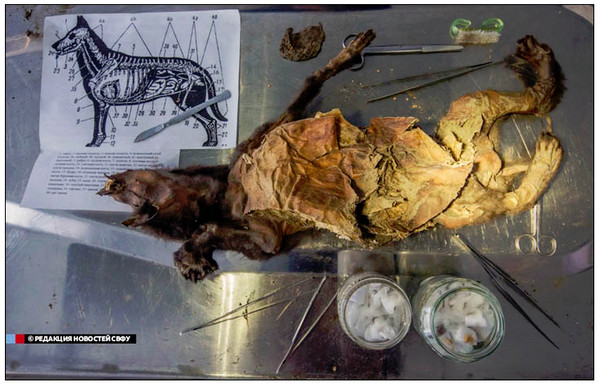 1.24����ľ������������� θ�﷢����֦