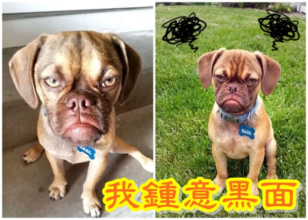 �����깷�����ǰڳ�һ���������г𡱵�����