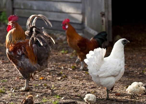 研究指鸡群的社会十分重视尊卑长幼
