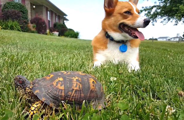 �������ڹ굱��ʯͷ����Ƶ�ߺ�����