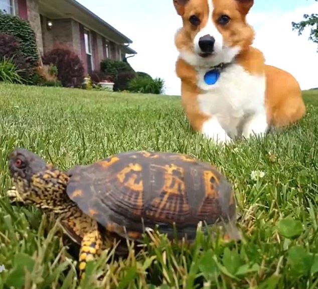 �������ڹ굱��ʯͷ����Ƶ�ߺ�����