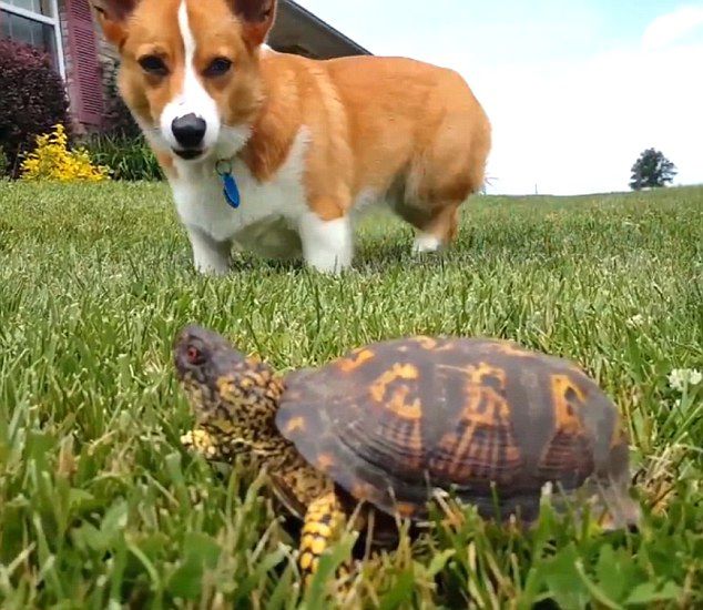 �������ڹ굱��ʯͷ����Ƶ�ߺ�����