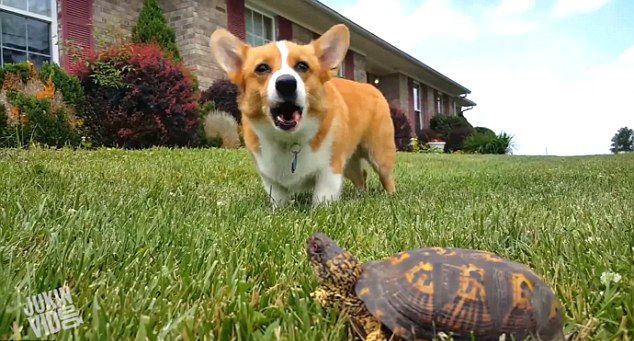 �������ڹ굱��ʯͷ����Ƶ�ߺ�����