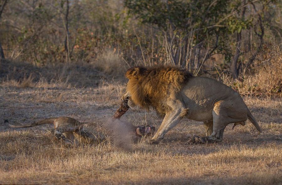 南非克鲁格国家公园狮群为争夺食物而厮杀