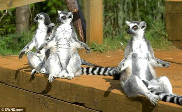 旺盛的性欲:科学家们解释,巨鼠狐猴的性欲无比强烈,一整年都在四处寻找雌性鼠狐猴,疯狂与之做爱交配,可能因为这个原因,造就了它们拥有如此惊人的“巨蛋”。这种疯狂交