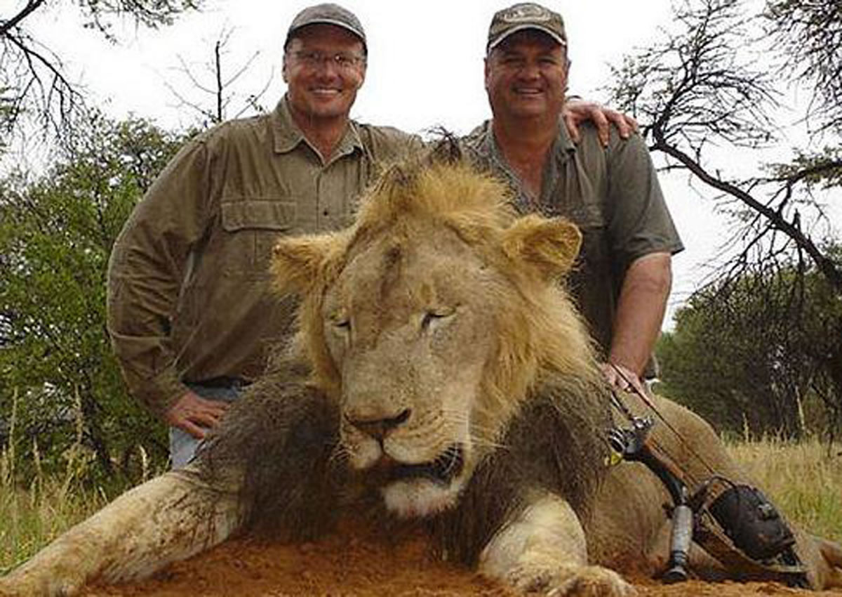 帕尔马(左)经常花大钱玩狩猎游戏。图中的狮子是它的猎物之一。