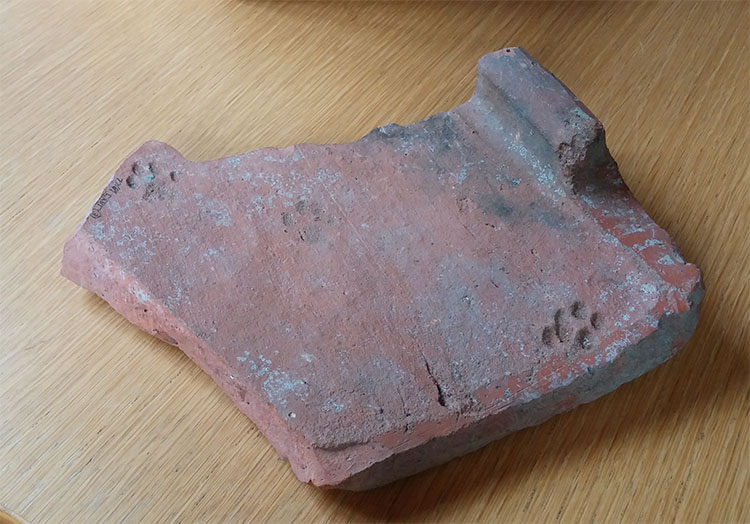 ������ʱ������Ƭ�Ϸ���è��ӡ