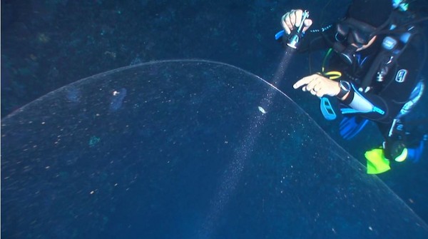 土耳其海域深海发现神秘“巨无霸泡泡” 疑似鱿鱼的巨卵