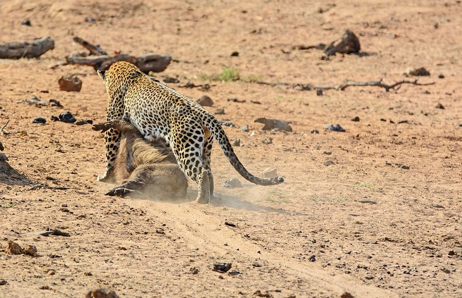 南非克鲁格国家公园内猎豹捕食熟睡疣猪