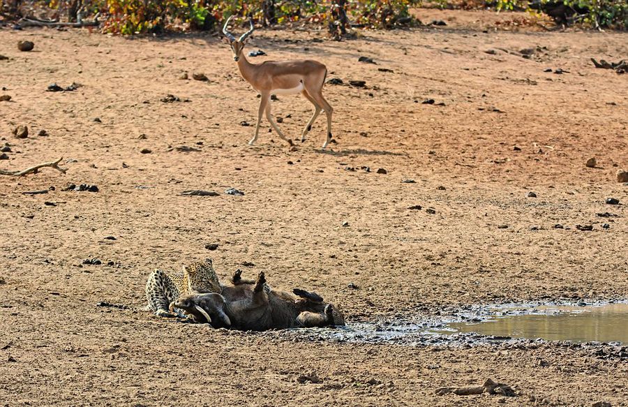 南非克鲁格国家公园内猎豹捕食熟睡疣猪