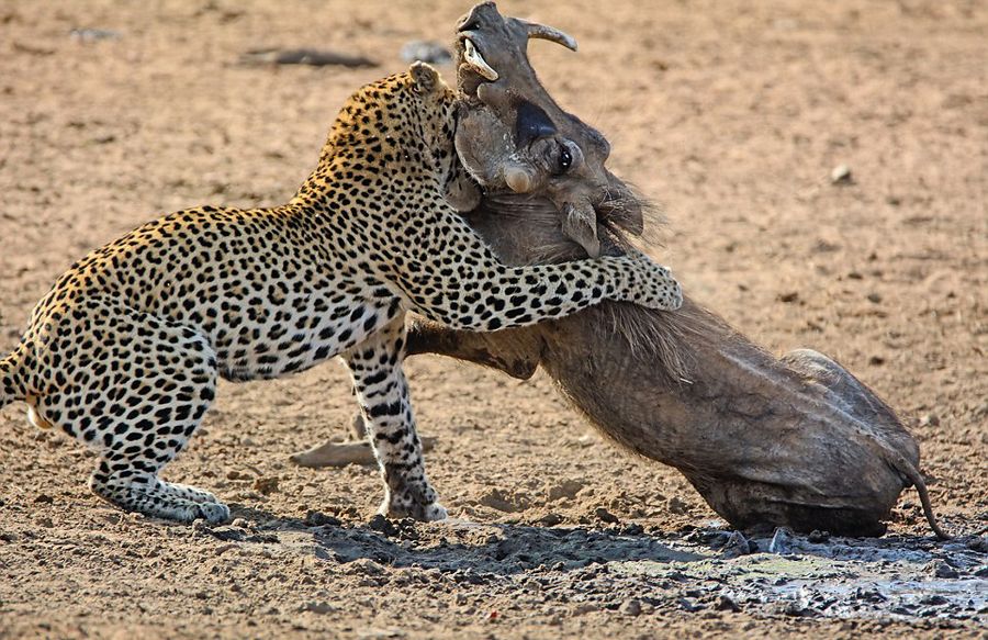 南非克鲁格国家公园内猎豹捕食熟睡疣猪