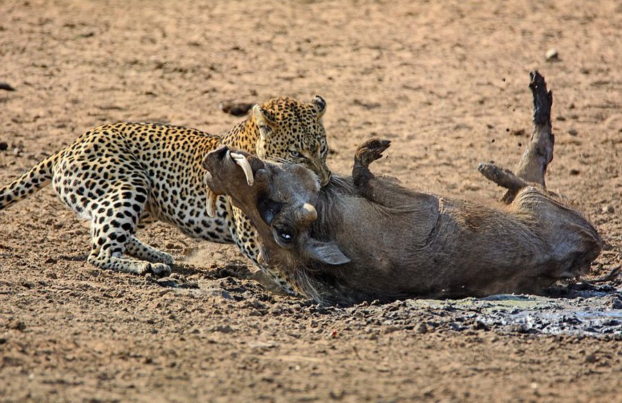 南非克鲁格国家公园内猎豹捕食熟睡疣猪
