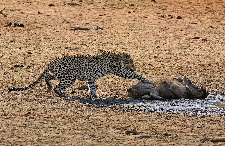 南非克鲁格国家公园内猎豹捕食熟睡疣猪