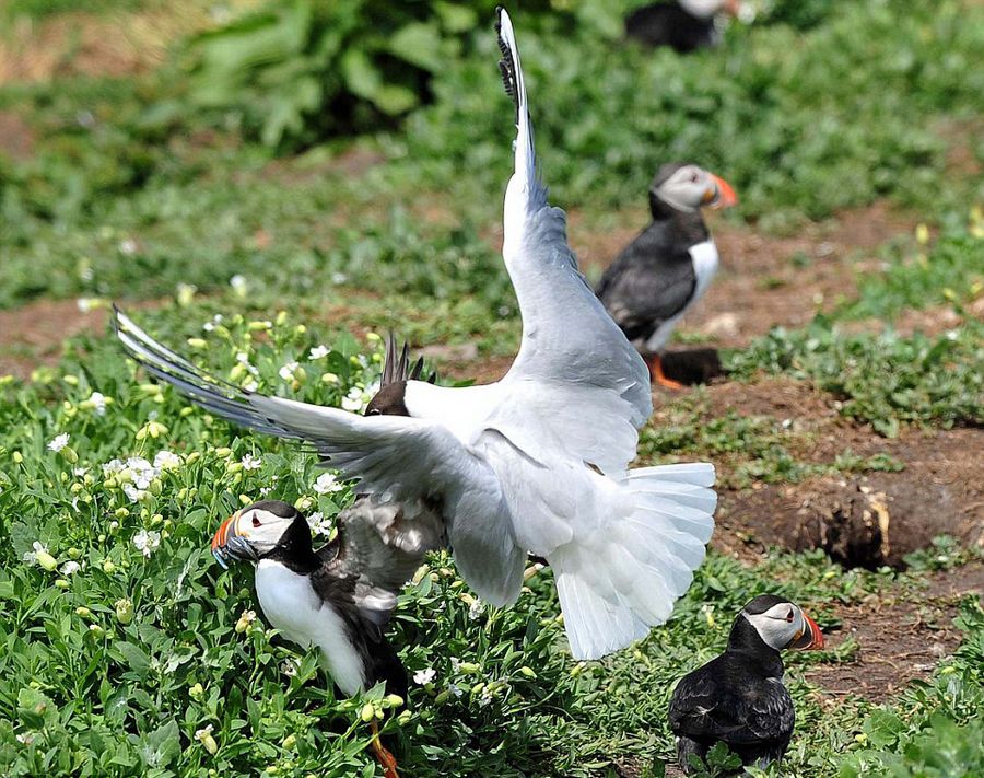 英国诺森伯兰郡海岸海鸥偷抢角嘴海雀的猎物