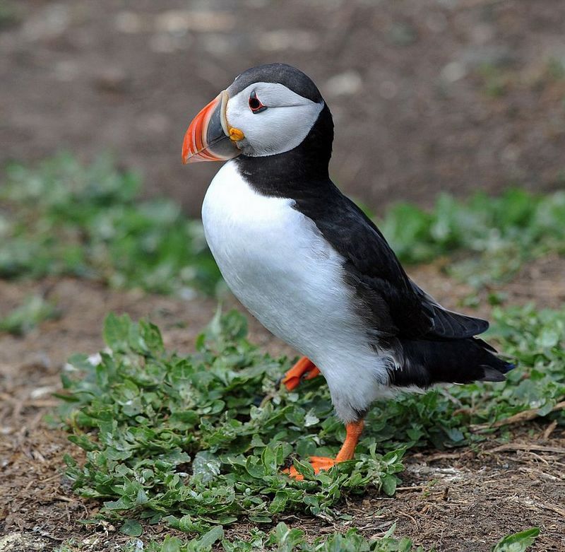 英国诺森伯兰郡海岸海鸥偷抢角嘴海雀的猎物