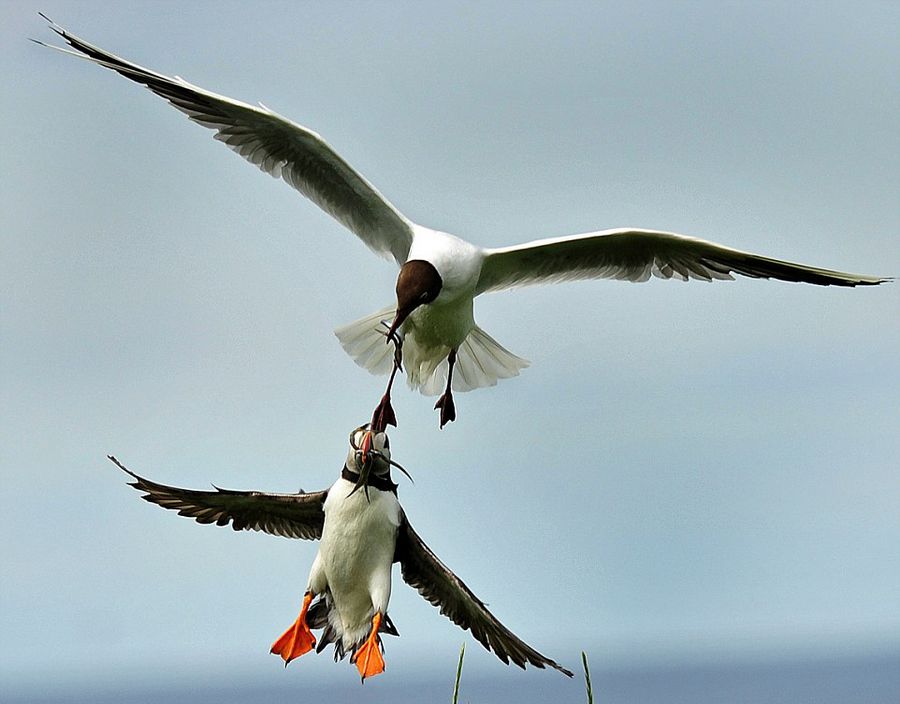 英国诺森伯兰郡海岸海鸥偷抢角嘴海雀的猎物