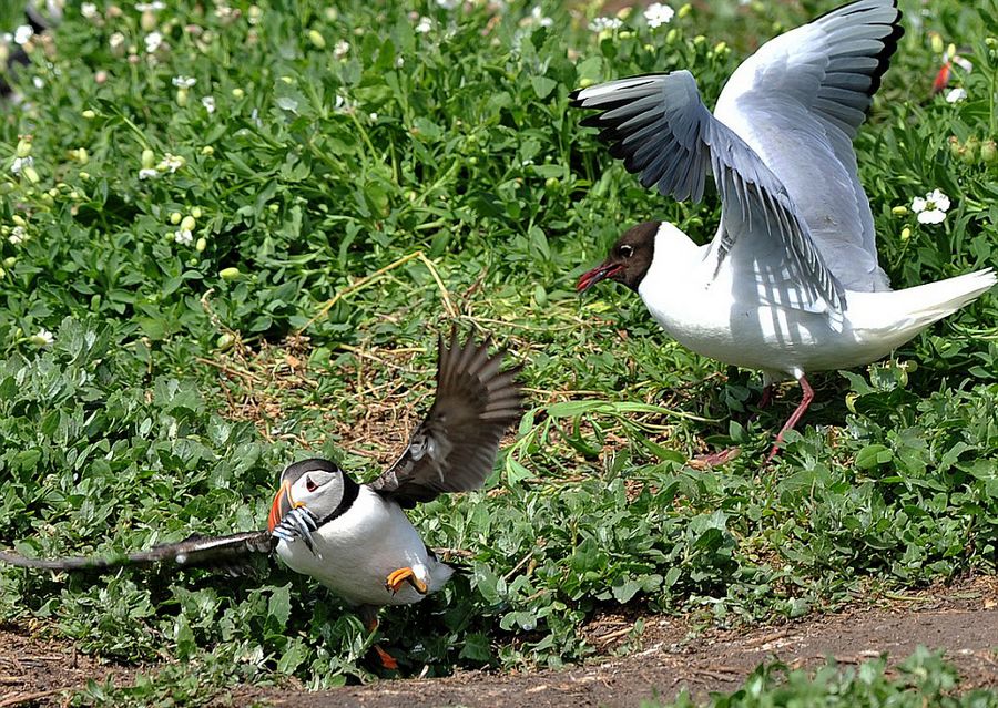 英国诺森伯兰郡海岸海鸥偷抢角嘴海雀的猎物