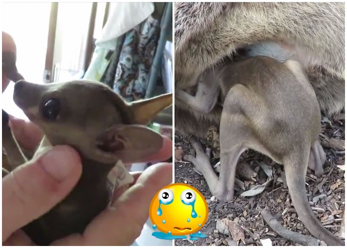 小袋鼠拼命地想爬回母亲的袋中(右图)。