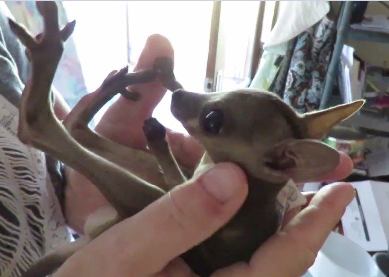 里什沃思把小袋鼠带到野生动物保护中心