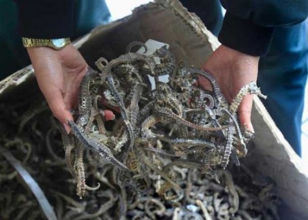 �������ڿ�������ҽҩ�����±�������׽��ר����30���ھ��֡�