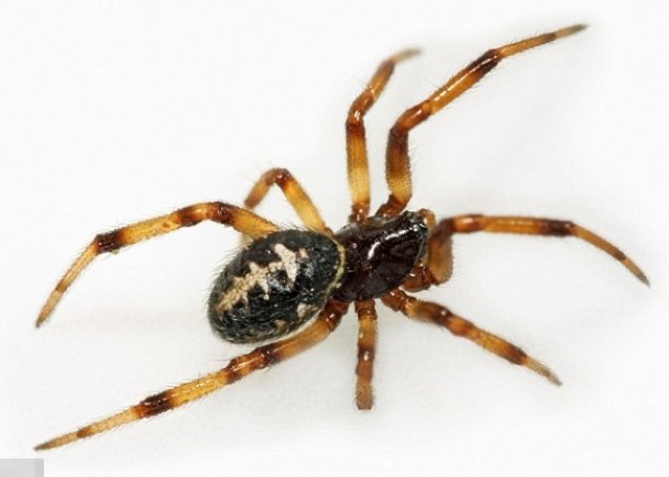 ٹѸ֩롱ΪȫӢ֩