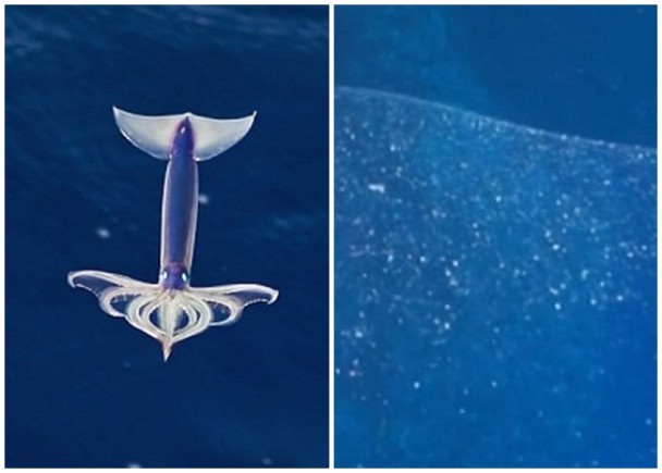 神秘泡泡上有不少白点(右图)。专家相信它是赤鱿(左图)的卵子。