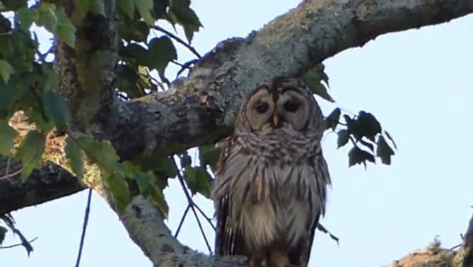 èͷӥ����Ӧ��С���񹥻�