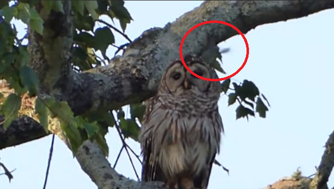 èͷӥ����Ӧ��С���񹥻�