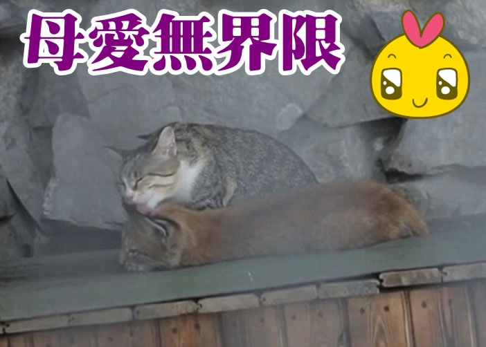 ��è��ĸ���ϣ�Ϥ���չ�Сɽè���£���