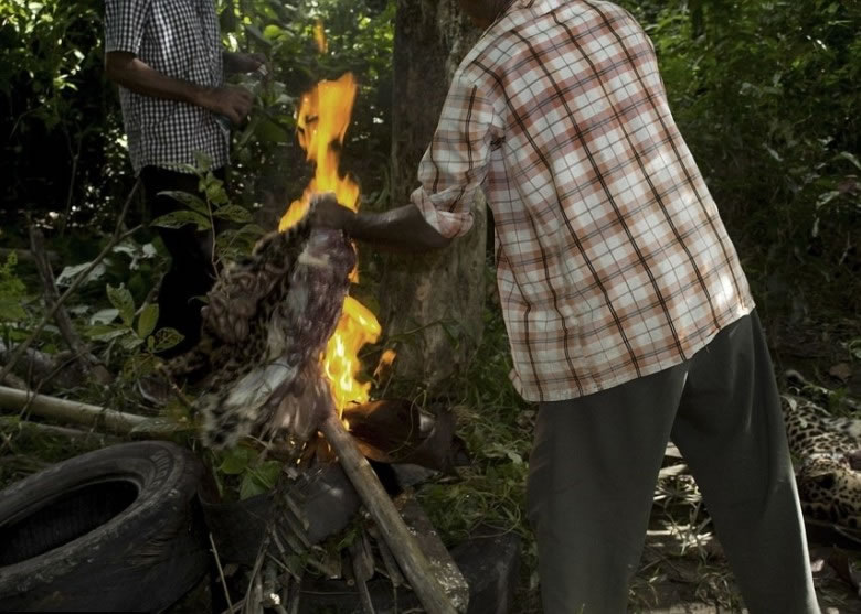 �������������ʬ