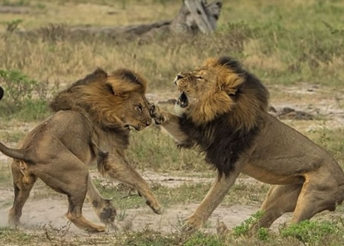塞西尔(右)被猎人射杀。图为它生前与杰里科(左)打斗的情况。