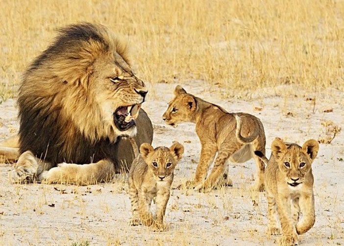 杰里科现时照顾塞西尔的遗孤