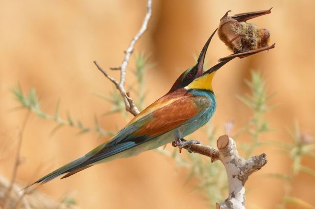 ʳ����������ŷ