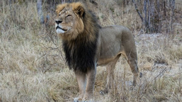 狮子Cecil之死引发公众关注