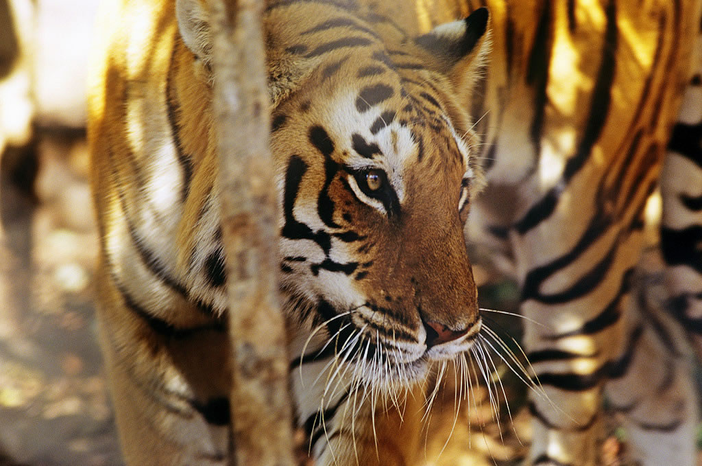 世界自然基金会(WWF):野生虎危机正在东南亚发生