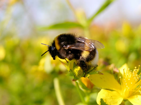 熊蜂携带的花粉和花蜜可能显著影响飞行动态