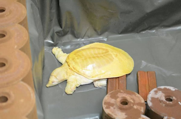 当地居民纷纷向金鳖求财