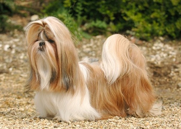 ��ʩȮ��ͼ�������¶���Ϊ�й�Ȯ