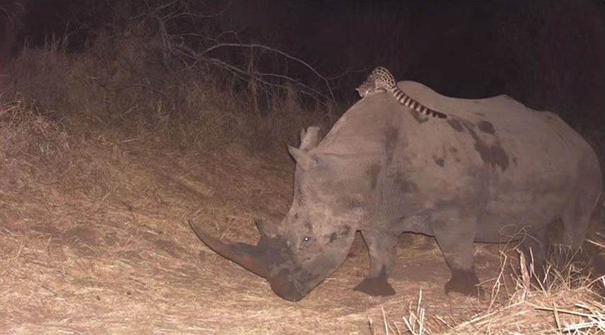 ������Ϸ��ĵ������������ӰƬ�У���һֻ��è����һֻ��Ϭţ�ı��ϡ�